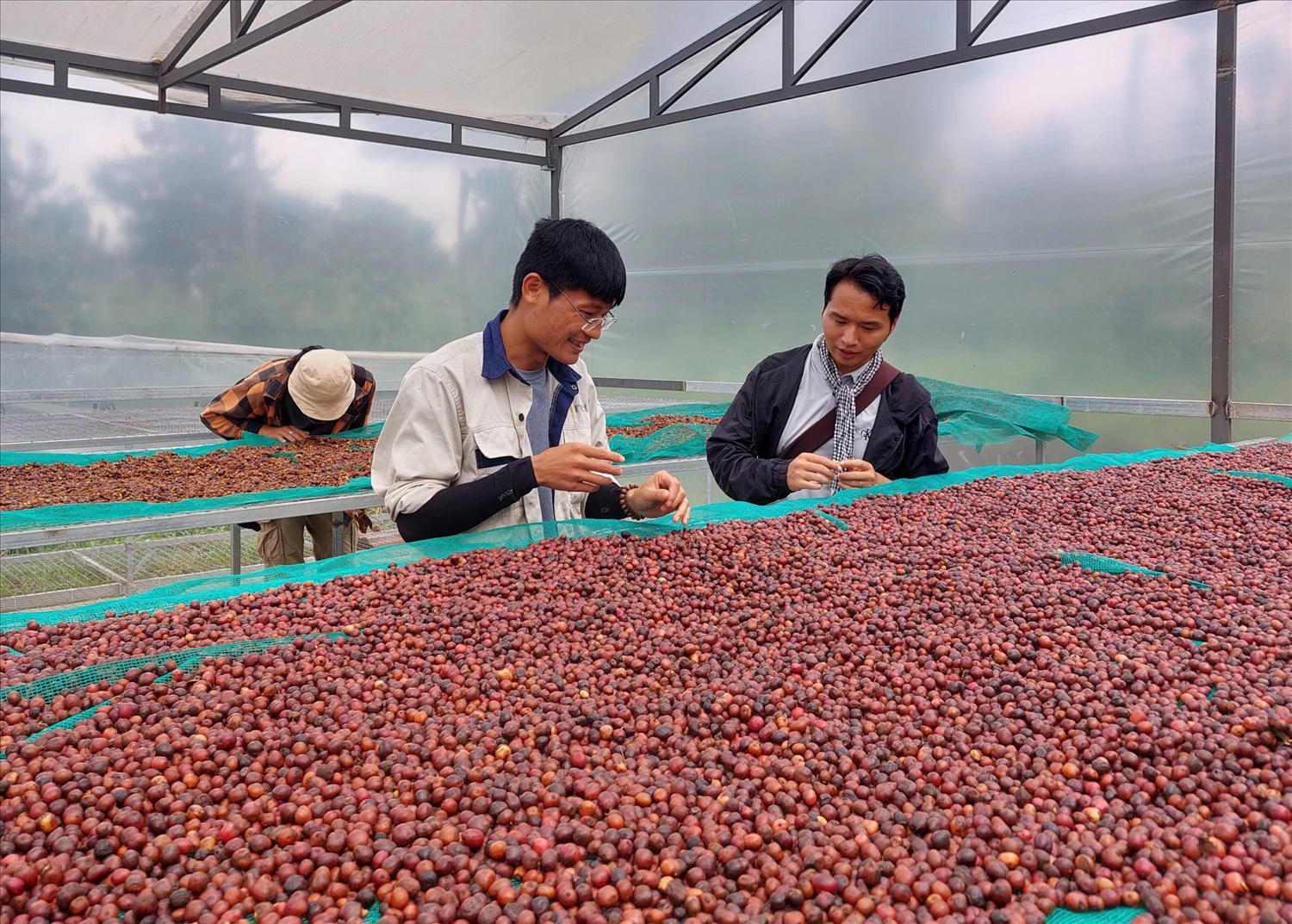 Đắk Lắk: Chuẩn hóa quy trình sản xuất cà phê để nâng cao giá trị xuất khẩu